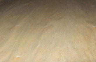 Φυσικό χρυσό MDF καπλαμάδων ξύλου σημύδων με τις τεμαχισμένες τεχνικές περικοπών