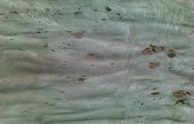 Λευκών φυσικά τεμαχισμένα Burl φύλλα καπλαμάδων περικοπών ξύλινα, καπλαμάς Burl λευκών